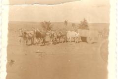 Acervo Fotográfico da Secretaria de Cultura de Campos Altos