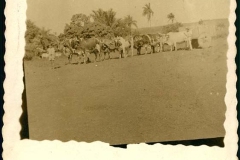 Acervo Fotográfico da Secretaria de Cultura de Campos Altos