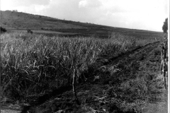 Acervo Fotográfico da Secretaria de Cultura de Campos Altos
