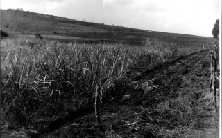 'Espécie de uma plantação de cana década de 70