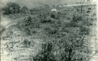 'Típica vegetação do cerrado e ao fundo um carro seguindo uma trilha, local não identificado década de 60
